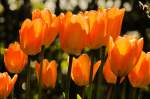 Tulpen in Gartenstadt Weiche in Flensburg.