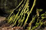 Grüner Mos auf einem Baum im Lindewitter Wald. Aufnahme: Juli 2007.