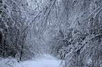 Schnee Wald am Loftlunder Weg bei Handewitt.