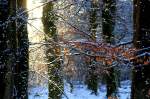 Im Wald am Loftlunder Weg bei Handewitt. Aufnahme: Februar 2015.