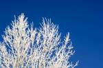 Schneebedecktes Baum im Naturschutzgebiet Schäferhaus bei Elend.