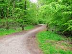 Glücksburg Wald (Ostsee). Aufnahme: Juni 2015.