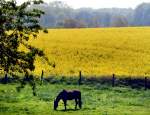 In Angeln bei Sörup: Rapsfeld und eine Pferde Wiese im Vordergrund.