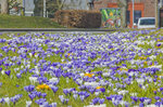 Krokusblüte in Steinfeld in Angeln (Schleswig-Holstein).