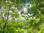 Im Wald an der Sankelmarker Akademie südlich von Flensburg. Aufnahme: 20. September 2020.