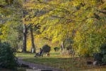 Herbst am Friedenshügel in Flensburg-West. Aufnahme: 8. November 2020.