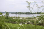Die Geltinger Birk ist seit 1986 ein Naturschutzgebiet an der schleswig-holsteinischen Ostsee.