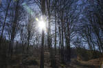 Die Sonne scheint durch den Wald im Naturschutzgebiet Fröruper Berge südlich von Flensburg. Aufnahme: 27. Februar 2022.