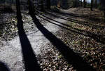 Schatten von Bäumen im Naturschutzgebiet Fröruper Berge südlich von Flensburg. Aufnahme: 27. Februar 2022.