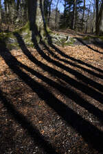 Lange Schatten im Naturschutzgebiet fröruper Berge südlich von Flennsburg.