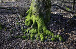 Baum mit Moos in den Fröruper Bergen südlich von Flensburg. Aufnahme: 27. februar 2022.