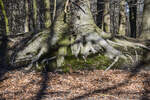 Wurzel eines Baumes im Naturschutzgebiet Fröruper Berge südlich von Flensburg.