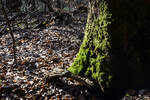 Moos in den Fröruper Bergen südlich von Flensburg.