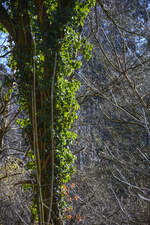 Kletterpflanze wächst auf einem Baum in den Fröruper Bergen südlich von Flensburg. Aufnahme: 27. Februar 2022.