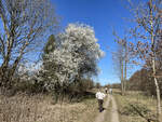 Frühling im Naturschutzgebiet Schäferhaus westlich von Flensburg.