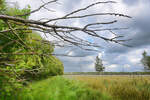 Das Naturschutzgebiet Frøslev-Jardelunder Moor ist in der Tat länderübergreifend, die Grenzsteine zwischen Deutschland und Dänemark laufen mitten durch das Moor.