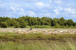 Fröslev-Jardelunder Moor - Das Naturschutzgebiet liegt westlich von Flensburg direkt an der Grenze zu Dänemark.