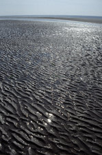 Kniepsand auf Amrum.