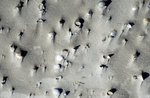 Muscheln und Sand im Kniepsand von Amrum.