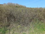 Bepflanzung der Dünen in Westerland auf Sylt am 19.