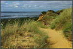 Blühender Strandhafer am Morsumkliff auf Sylt.