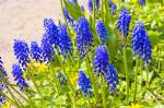 Kleine Traubenhyazinthe (Muscari botryoides) im Garten Emil Noldes.