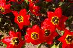 Tulpen im Garten Emil Noldes auf Seebüll in Nordfriesland. Aufnahme: Mai 2007.Auf erhaltenen Skizzen gab Nolde Hinweise zur Bepflanzung des Gartens. Der Garten entwickelte sich bis zu seinem Tod zu einem prächtigen Blumengarten, den sein Gärtner Thomas Börnsen bis 1976 betreute. Dieser war es auch, der einen Bepflanzungsplan hinterließ, welcher es bis heute ermög- licht, den privaten Alterssitz Noldes in seinem Sinne weiterzupflegen.