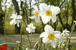 Weiße Narzisse (Narcissus poeticus) im Garten Emil Noldes. Überall, wo sich der Maler niederließ, legte er Blumengärten an. Auch bei seinem Wohnhaus auf Seebüll in Nordfriesland. »Die Farben der Blumen zogen mich unwiderstehlich an«, notierte Emil Nolde in seiner Biographie. Noch heute wird der Garten angelegt und gepflegt wie zu Noldes Lebzeiten, blühend im Wechsel aller Jahreszeiten. Aufnahme: Mai 2007.