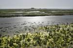 Die Hallig Nordstrandischmoor. Aufnahme: Mai 2008. Die Hallig hat eine Fläche von 1,9 km². Auf Nordstrandischmoor leben 18 Menschen