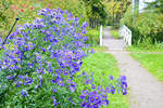 Tating auf der Halbinsel Eiderstedt - Blumen im Hochdorfer Garten. Aufnahme: 20. Oktober 2020.