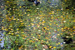 Tating auf der Halbinsel Eiderstedt - Blätter auf dem Wasser im Hochdorfer Garten.