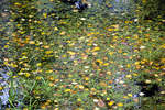 Tating auf der Halbinsel Eiderstedt - Blätter auf dem Wasser im Hochdorfer Garten. Aufnahme: 20. Oktober 2020.
Aufnahme: 20. Oktober 2020.