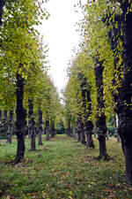 Herbst im Hochdorfer Garten in Tating auf der Halbinsel Eiderstedt (Nordfriesland).