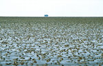 Hinterlassenschaften der Wattwürmer im Watt zwischen Nordstrand und Südfall.