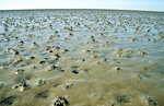 Hinterlassenschaften der Wattwürmer im Rungholt Sand nördlich von Nordstrand. Bild vom Dia. Aufnahme: Juni 1999.