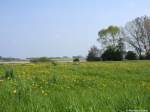 Löwenzahnwiese an der Schlei bei Kappeln (Kreis Schleswig-Flensburg, Schleswig-Holstein, Mai 2010)