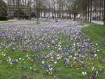 Ein Park voller Krokusse in Rendsburg am Stadtsee -08.03.2020