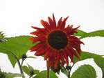 Eine rote Sonnenblume am 18.09.2021 in Bovenau