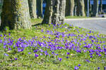 Krokusblüte am Paradeplatz in Rendsburg.