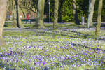 Krokusblüte im Rendsburger Stadtpark. Aufnahme: 7. März 2022.