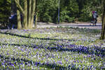 Krokusblüte im Rendsburger Stadtpark. Aufnahme: 7. März 2022.