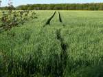 Havighorst bei Hamburg am 10.5.2015: Ein Spaziergang in der Feldmark, Spuren im Feld