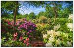 Immer wenn es Mai wird...Jahr für Jahr erfreut uns die Rhododendron-Blüte, vor allem in Norddeutschland fehlt er in keinem Garten. Hier nun ein Foto aus dem Rhododendron-Park in Bremen Horn-Lehe. Vorausgesetzt das Wetter zeigt sich von seiner besten Seite, dann leuchten die Büsche in allen Farben. Ende Mai 2020.