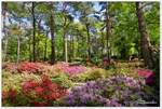 Der Azaleengarten im Rhododendronpark Bremen Horn-Lehe. Ende April 2024