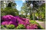 Rhododendronpark Bremen Horn-Lehe. Der Weg über die Holzbrücke (im Hintergrund), zurück zum Parkplatz. Wir befinden uns hier auf dem Altgelände mit dem hohem Baumbestand, ideal für Rhododendren, die Halbschatten bevorzugen. Ende April 2024