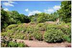 Das Rosarium im Rhododendronpark Bremen Horn-Lehe. Mitte Juli 2025