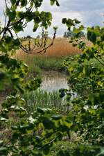 Aufnahme im Naturschutzgebeit Heuckenlock in Hamburg-Moorwerder vom Mai 2011