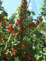 Hamburg am 12.6.2014: Rote Johannisbeeren in einem Obstbaubetrieb im Alten Land