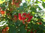 Hamburg am 12.6.2014: Rote Johannisbeeren in einem Obstbaubetrieb im Alten Land