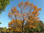 Hamburg am 15.10.2017: Herbstlaub im Stadtpark /